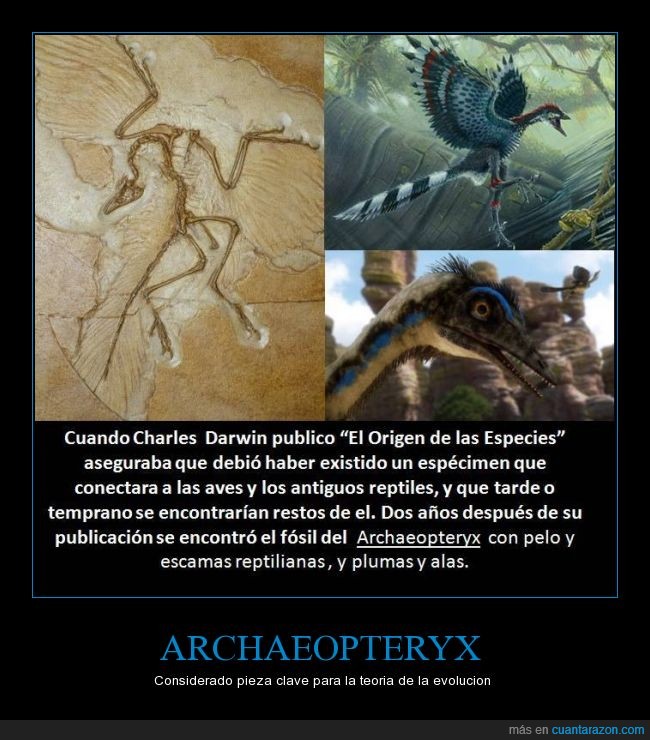 archaeopteryx,evolucion,ciencia,Darwin,aves,dinosaurios,reptiles,el explicador