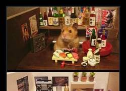 Enlace a HAMSTERS