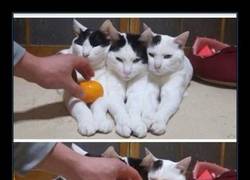 Enlace a ENCONTRAR LA POSTURA