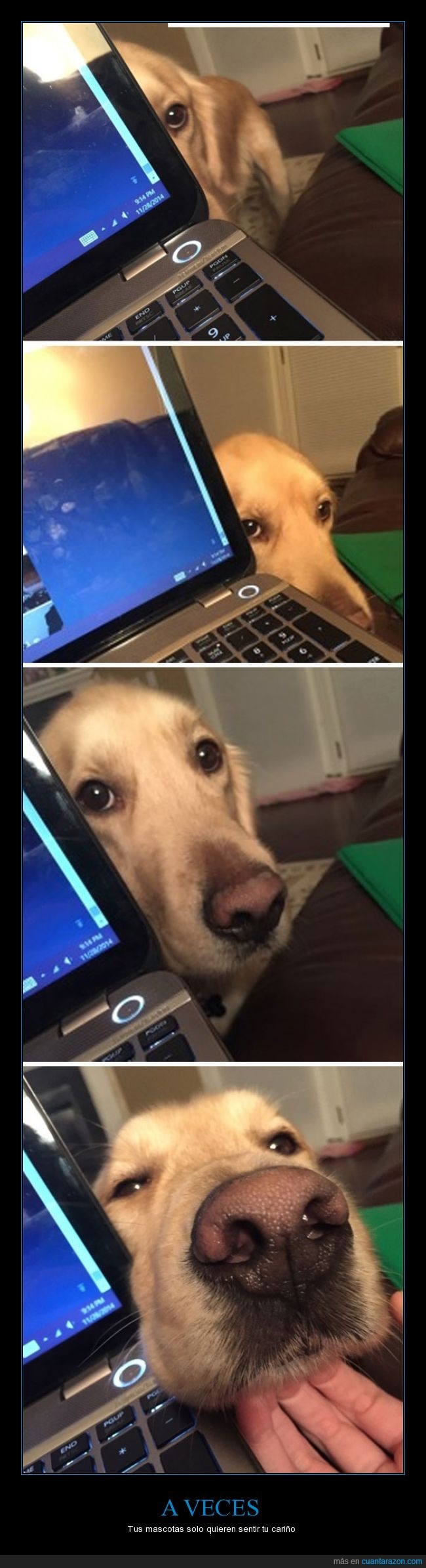 cariño,mascota,perrito,labrador,perro,tocar,ordenador,portatil