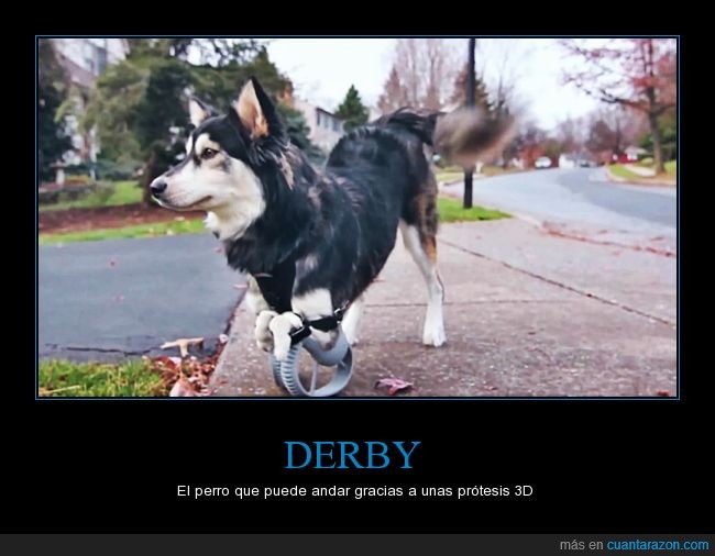 Derby,perro,prótesis,avance,malformación,tecnología,husky,pata,ayuda