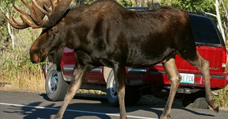 ¡Cuánta razón! / ALCES