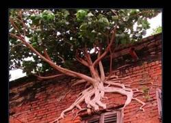 Enlace a CUANDO LA NATURALEZA