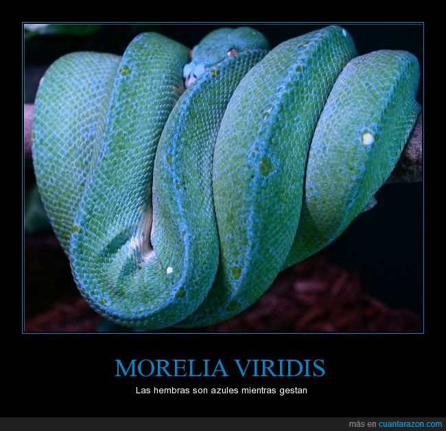 serpientes,verde,azul,rara,gestación,embarazada