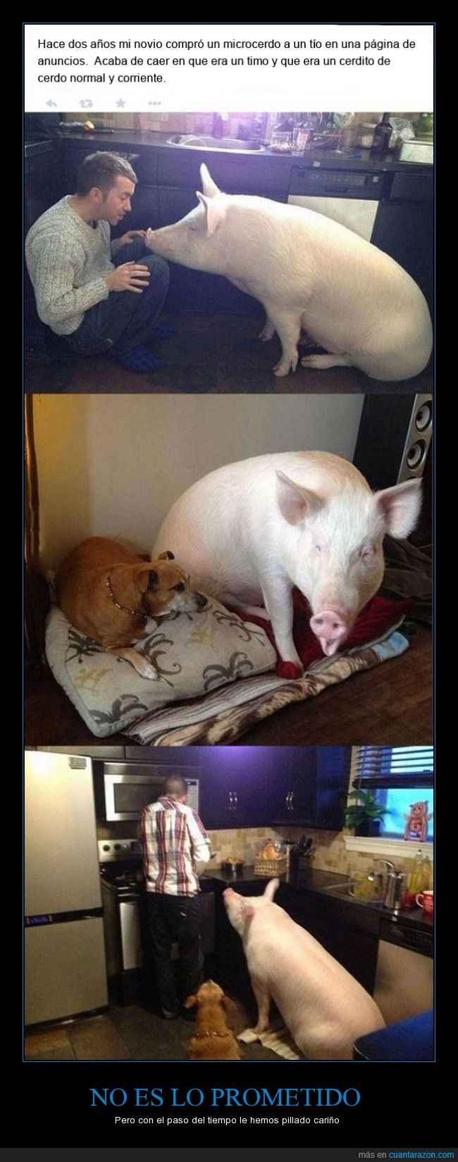 cerdo,microcerdo,cerdo enano,cerdo vietnamita,mascota,anuncio,mentira,timo