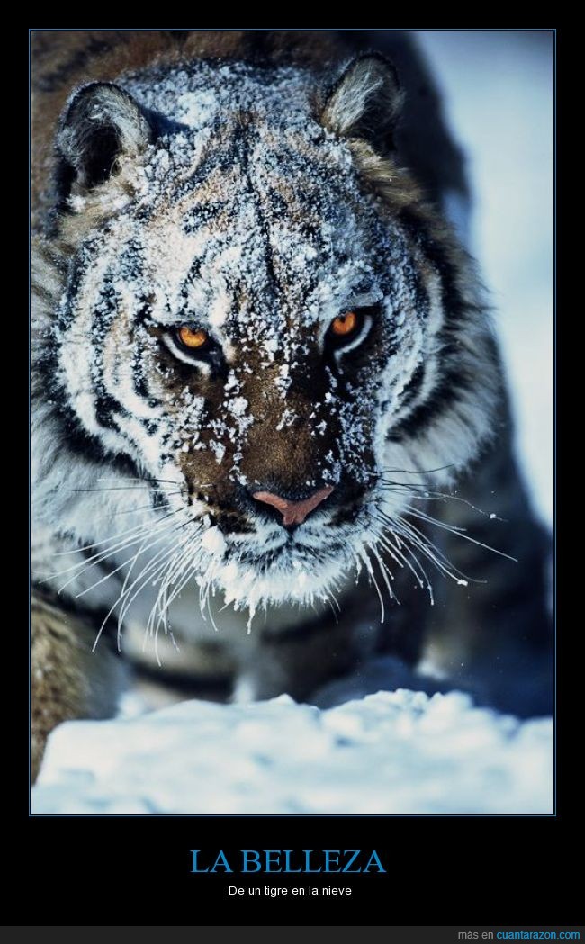 nieve,tigre,felino,félido,belleza,fotografìa,cara