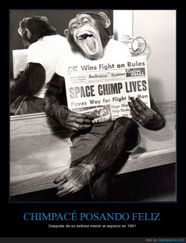 chimpancé,posando,espacio,misión