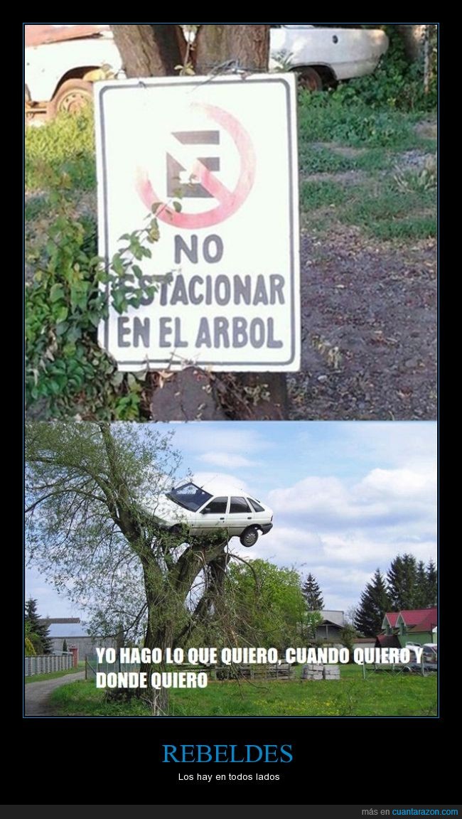 aparcar,árbol,arriba,coche,estacionar,rebelde