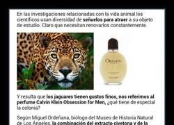 Enlace a Ya sabes qué colonia no ponerte si vas de safari