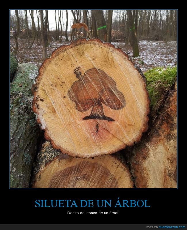 silueta,árbol,tronco,dentro,metido,madera,bosque