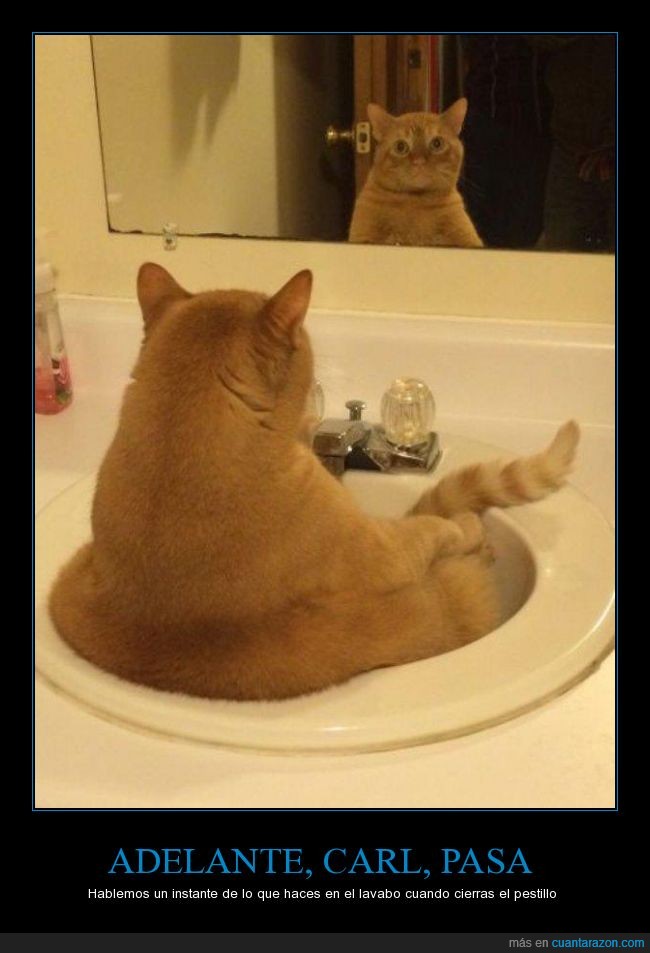 gato,grifo,pica,esperar,dentro,mirar,espejo