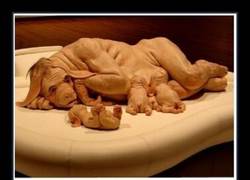 Enlace a PATRICIA PICCININI