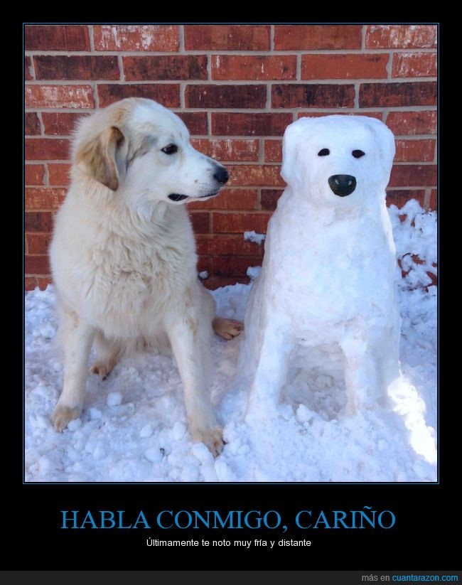 fria,perro,nieve,muñeco,sorprendido,sorpresa,mirar,mascota