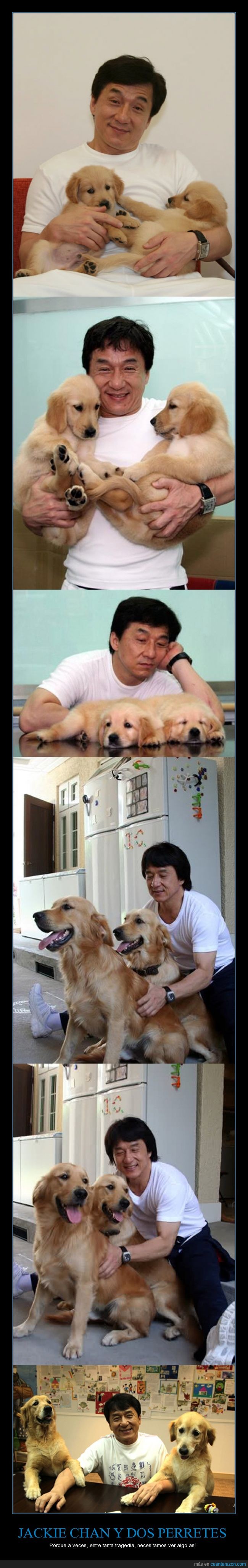 perrete,feliz,sonrisa,Jackie Chan,labrador,cachorro,perro,jj