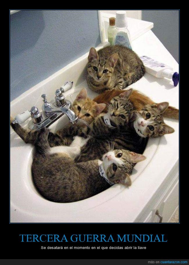 gatos,llave,guerra,agua,mundial,lavabo