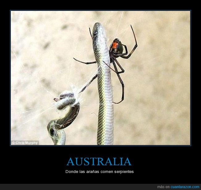 araña,serpiente,australia,comer,miedo,animal,telaraña