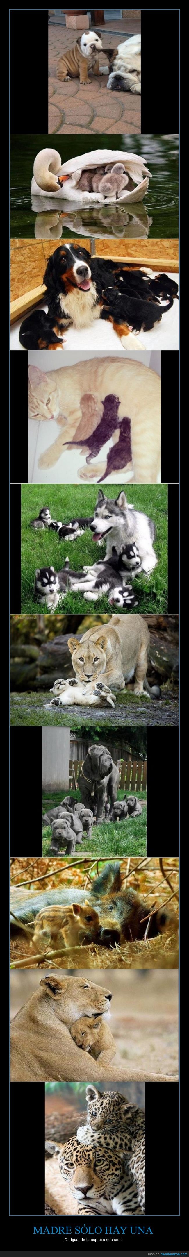 Reino animal,enternecedor,madres,cachorro,tiernos,leopardo,leona,jablí,perros,gatos,amor de la madre