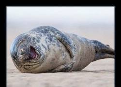 Enlace a Míralas, se parten...