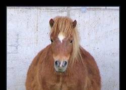 Enlace a NO ESTÁN GORDOS