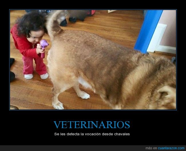 perro,can,niña,lámpara,examinar,curiosidad,cola,duela,veterinario,veterinaria,fututo