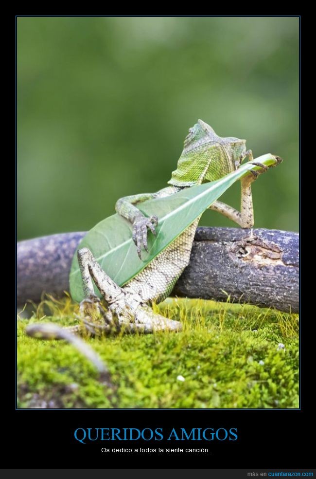 lagarto,rock,guitarra,dios de la guitarra,tocar,hoja,gecko,rama