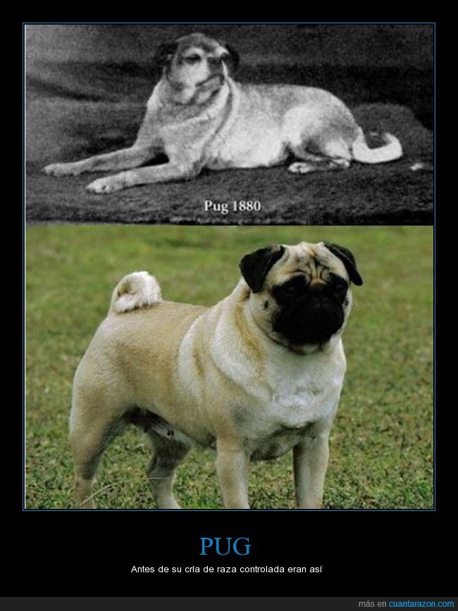 Pug,antes,antepasado,diferencia,1880,perro,curiosidad,tiempo,paso,raza,pedigree
