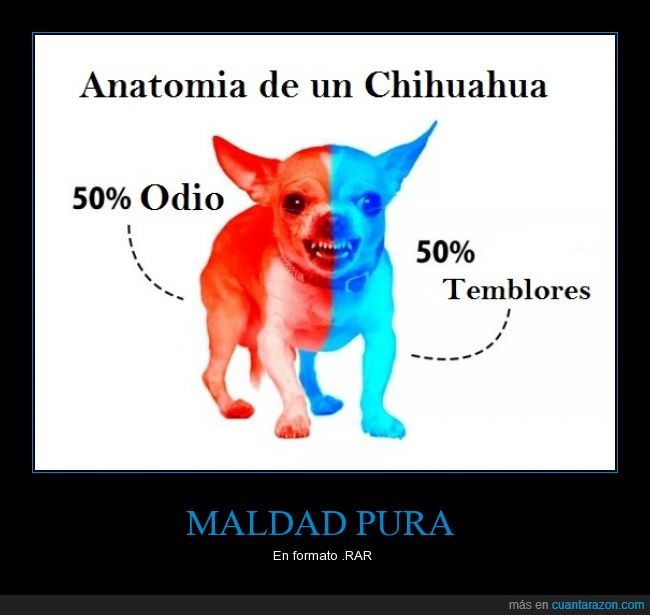 Chihuahua,perro,maldad,perros,real gremlins,odio,temblores