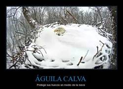 Enlace a ÁGUILA CALVA