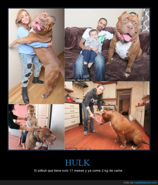 pitbull,real,gigante,Hulk,perro,gigantesco,grande,comer,comida