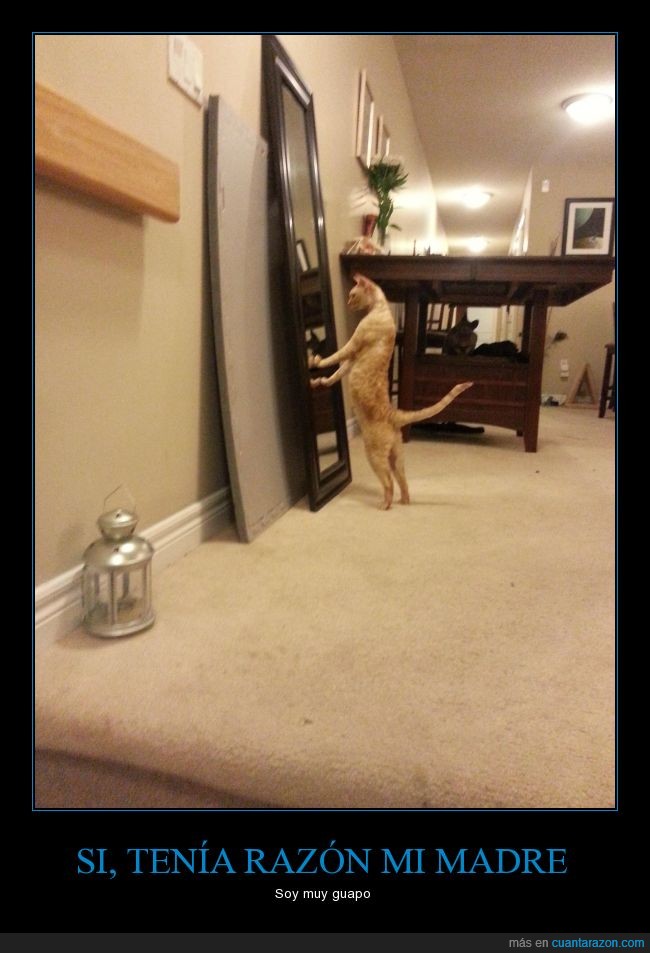 gato,felino espejo,reflejo,mirada,sorpresa,alfombra,madre,razon,guapo