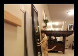 Enlace a Espejo, espejito... Dime quién es el gato más guapo del reino...