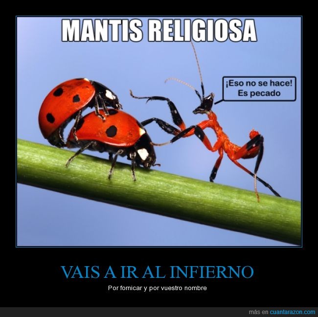 insectos,pecado,católico,mantis religiosa,mariquita,fornicar