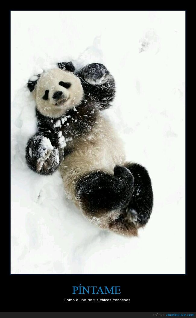 panda,kawaii,feliz,chica,francesa,oso,puro amor,jugar,nieve