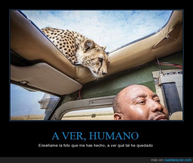 asustar,coche,felino,guepardo,leopardo,mirar,personas,sorpresa