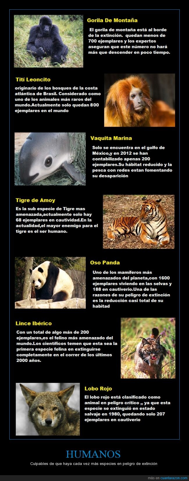 especies,extincion,lince,lobo,mono,panda,peligro,tigre
