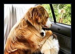 Enlace a LOS PERROS DE MI AMIGO