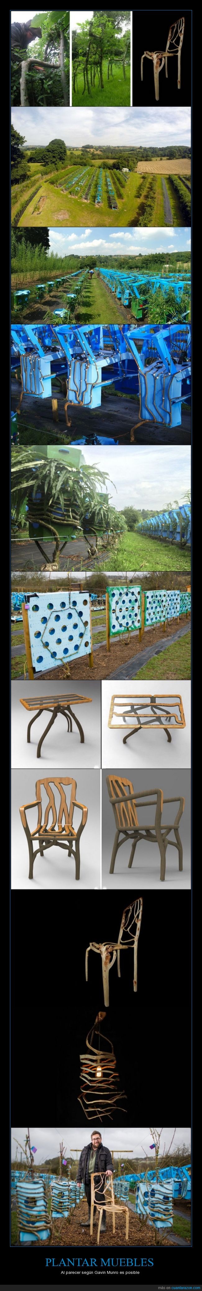 plantar,mueble,arbol,silla,Gavin Munro,posible,muebles
