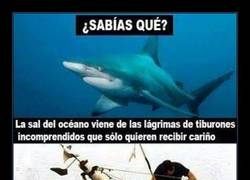 Enlace a TIBURONES
