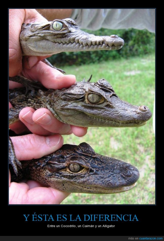 cocodrilo,diferencia,alligator,caiman,morro,cara,diferente