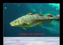 Enlace a Y ÉSTAS, AMIGOS