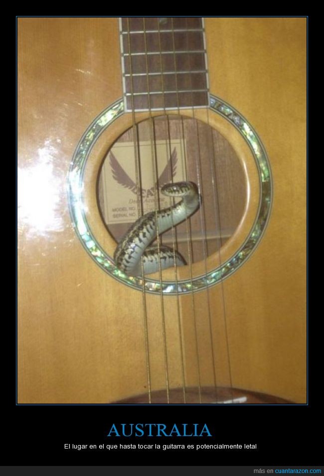 guitarra,tocar,serpiente,caja,cuerdas,dentro,Australia,miedo