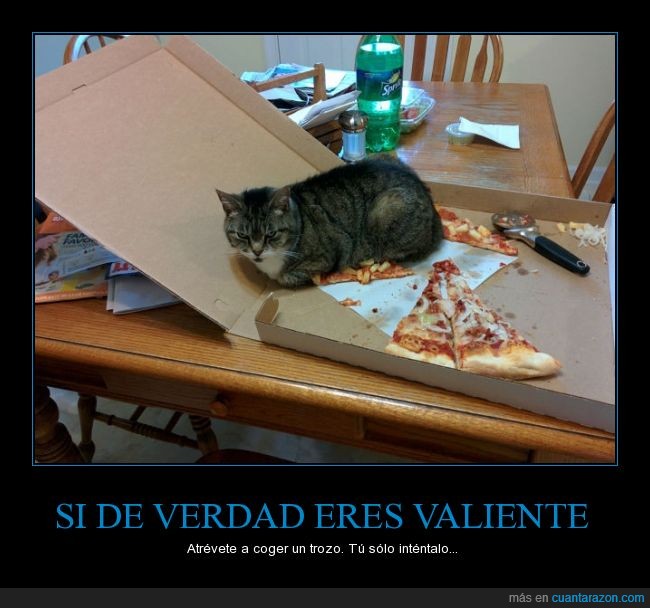 gato,caja,pizza,mirada,odio,comida,mirar,asesino,miedo