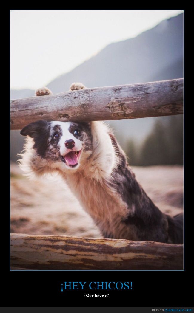 perro,can,sonrisa,tronco,fotografía,fotogenico,contento