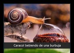 Enlace a IMÁGENES CURIOSAS