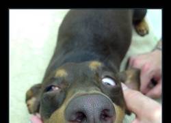 Enlace a Ningún animalillo fue herido para realizar este cartel