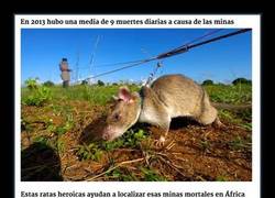 Enlace a ¿ODIAS A LAS RATAS?