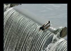 Enlace a Vale, sí, puede volar, pero...