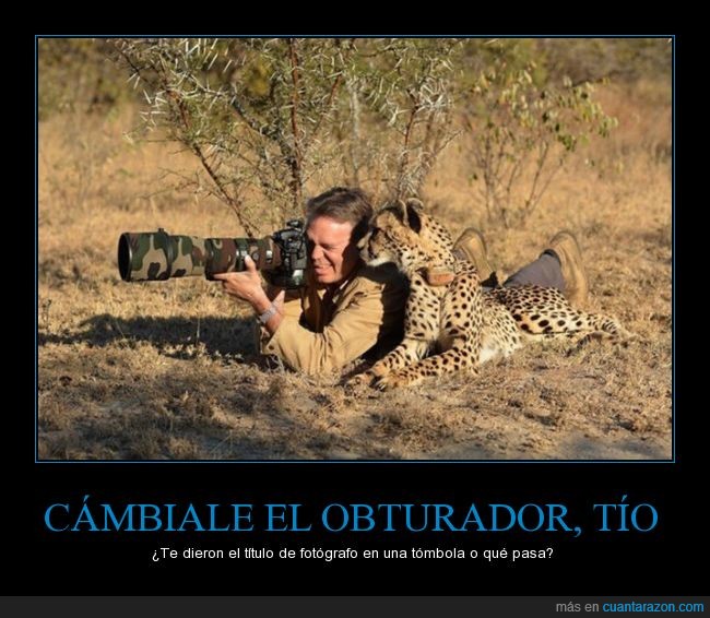 guepardo,leopardo,asustar,foto,sabana,fotografo,lado,mirar,obturador,consejo,tómbola