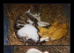 Enlace a GATOS