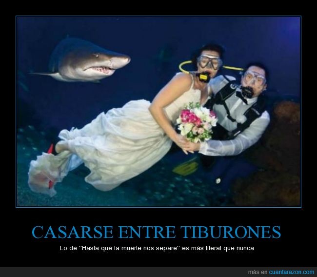 Tiburooooon!,tiburon,boda,matrimonio,casar,entre,novio,novia,La muerte llegara pronto